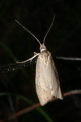 Diurnea lipsiella