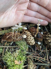 Strobilurus occidentalis