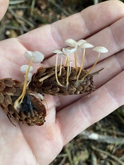 Strobilurus occidentalis