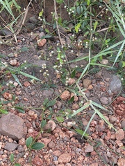 Gomphrenoideae