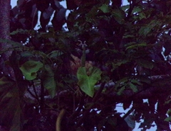 Pulsatrix perspicillata