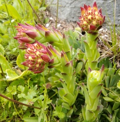 Sempervivum heuffelii