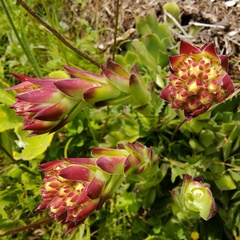 Sempervivum heuffelii