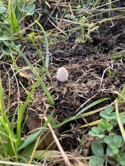Coprinopsis pseudonivea