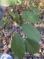 Alnus serrulata