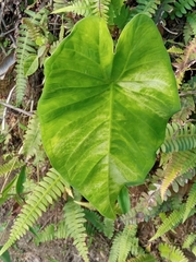 Xanthosoma