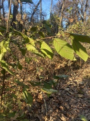 Alnus serrulata