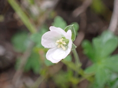 Geranium potentilloides