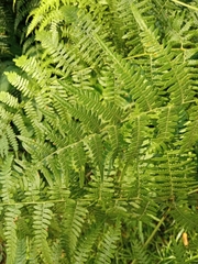 Pteridium
