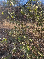 Alnus serrulata