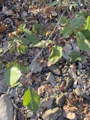 Alnus serrulata