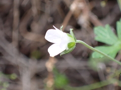 Geranium potentilloides