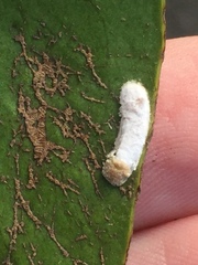 Pulvinaria camelicola