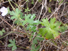 Geranium potentilloides