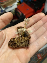 Strobilurus occidentalis