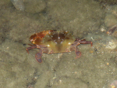 Charybdis hellerii