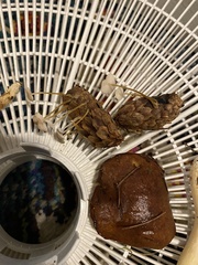 Strobilurus occidentalis