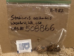 Strobilurus occidentalis