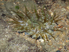 Actinostella flosculifera