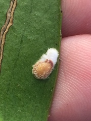 Pulvinaria camelicola
