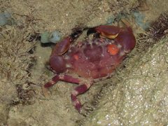Menippe