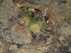 Charybdis hellerii