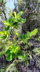 Griselinia lucida