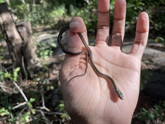 Thamnophis proximus rubrilineatus