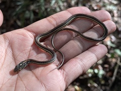 Thamnophis proximus rubrilineatus