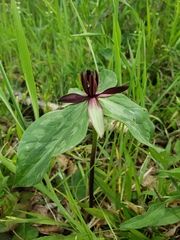 Trillium stamineum