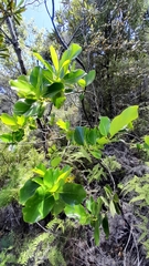 Griselinia lucida