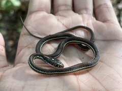 Thamnophis proximus rubrilineatus