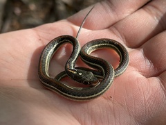 Thamnophis proximus rubrilineatus