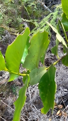 Griselinia lucida