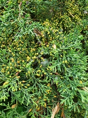 Cupressus lusitanica