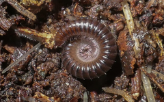 Tachypodoiulus niger