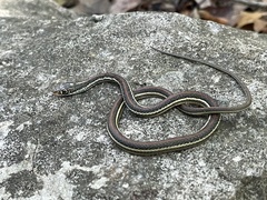 Thamnophis proximus rubrilineatus