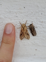 Lophocampa