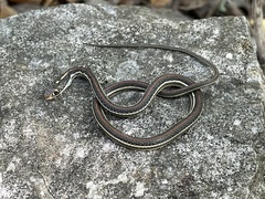 Thamnophis proximus rubrilineatus