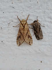 Lophocampa