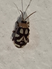 Omophoita