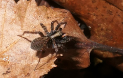 Pardosa lugubris