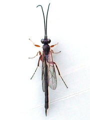 Diadegma