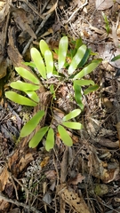 Lygodium articulatum