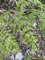 Pteridium
