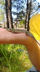 Abronia moreletii temporalis