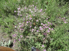 Saponaria ocymoides