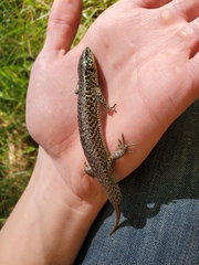 Abronia moreletii temporalis