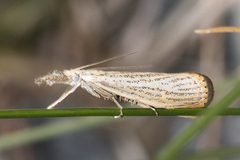 Agriphila plumbifimbriellus