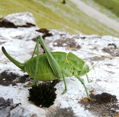 Polysarcus denticauda